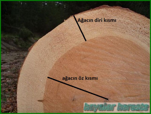 Ağacın Yaşı Nasıl Hesaplanır